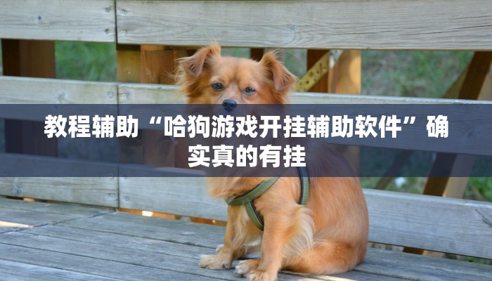教程辅助“微乐万能开挂器通用版”确实真的有挂