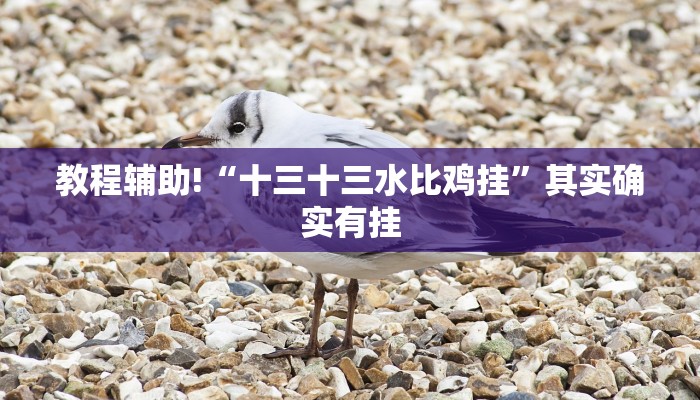 教程辅助!“十三十三水比鸡挂”其实确实有挂