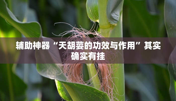 辅助神器“天胡荽的功效与作用”其实确实有挂